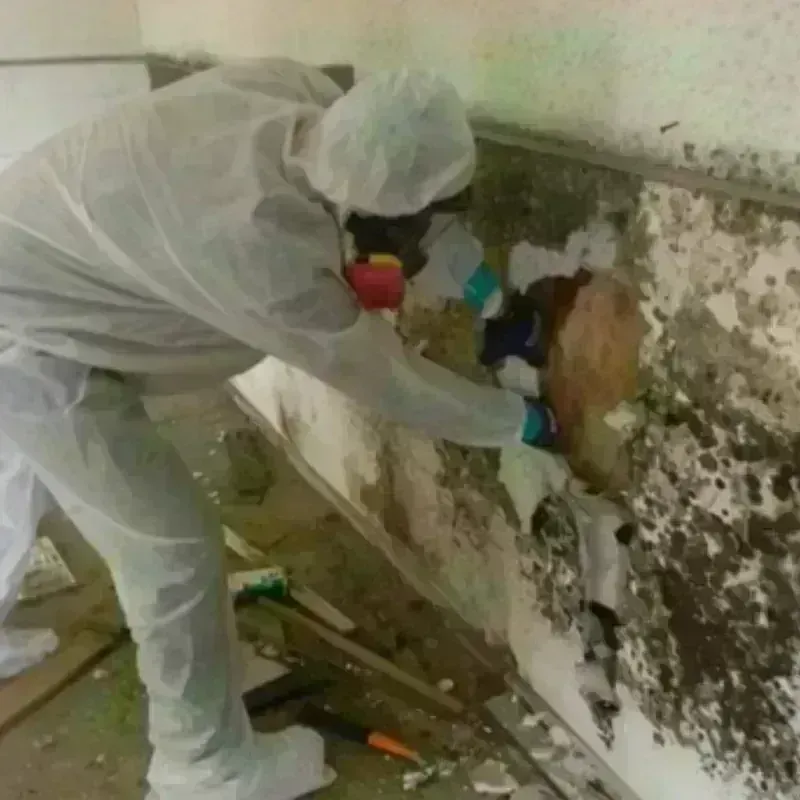 Mold Remediation and Removal in Blackwater, AZ